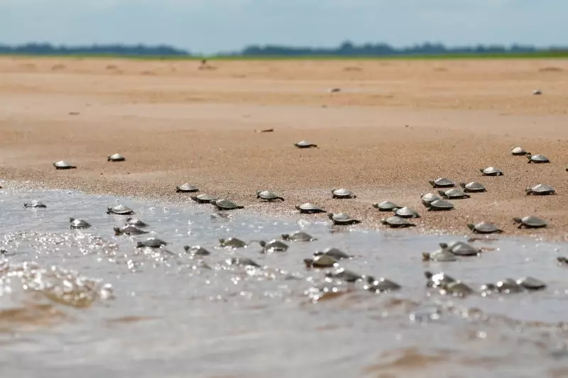 4,2 mil filhotes de quelônios são soltos no Xingu em ação de conservação