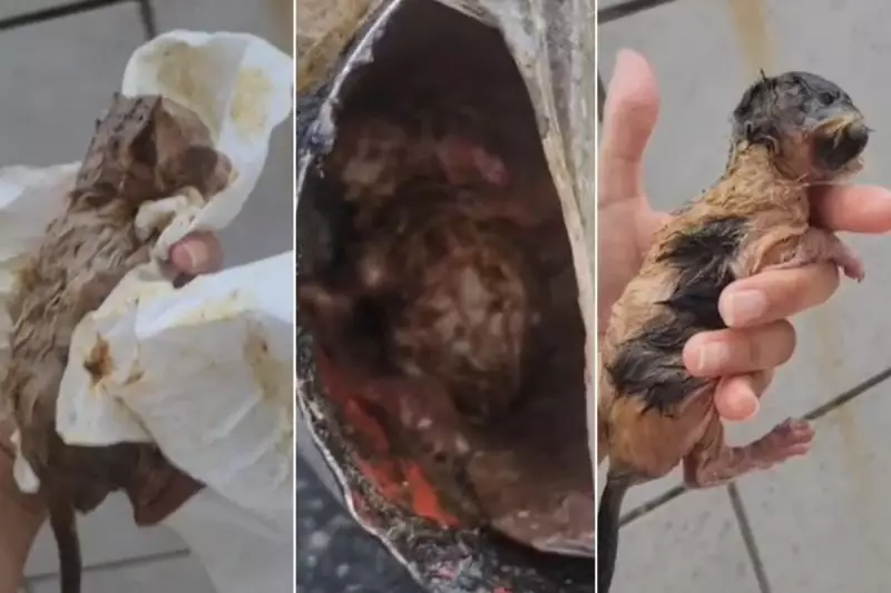 5 filhotes de gato são abandonados em pá de lixo em Praia Grande, SP