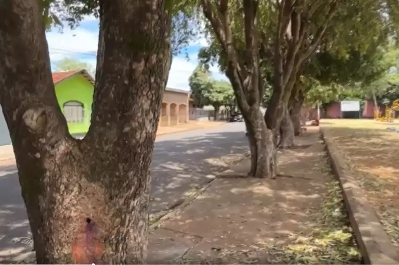 Cinco árvores envenenadas em Três Lagoas: crime ambiental investigado