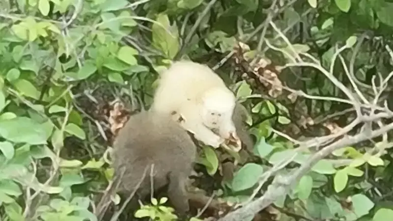 Drone captura 1º sauá albino do mundo em MG: descoberta rara na Mata Atlântica