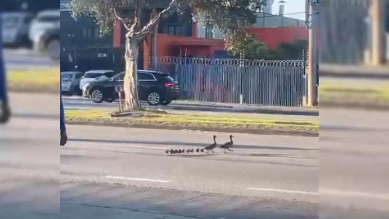 Família de patos para trânsito em avenida movimentada de Sorocaba