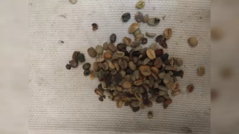 Fiscais apreendem 4,2 toneladas de cascas de café usadas irregularmente em Brusque