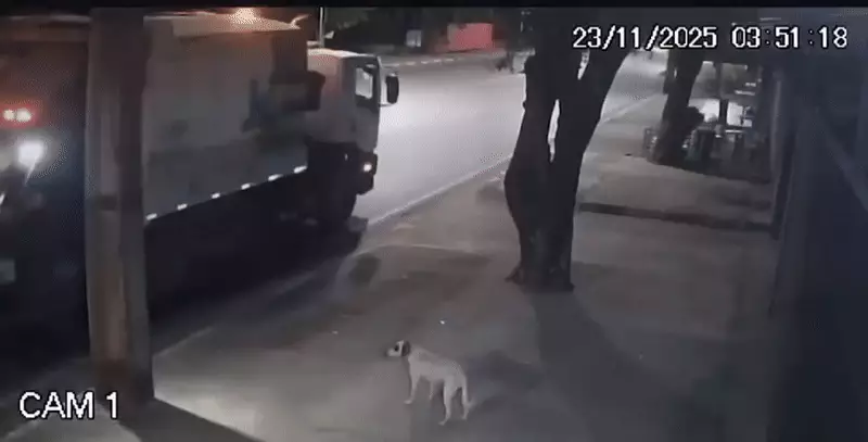 Gari de 21 anos é indiciado por maus-tratos após jogar saco de lixo em cachorro