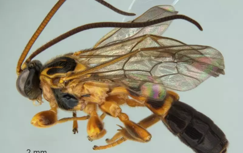 Nova espécie de vespa parasitoide é descoberta na Serra do Japi, em Jundiaí