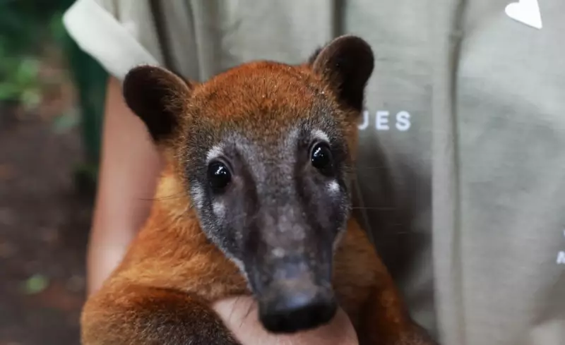 Quati ruivo Nando vira atração no Bosque Rodrigues Alves após reabilitação