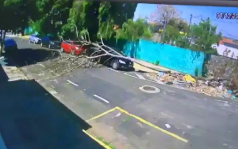 Árvore cai sobre carro vendido em Franca horas antes da entrega
