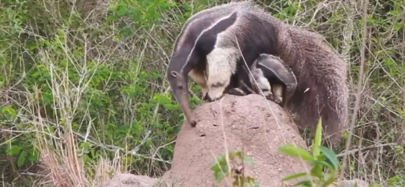 Tamanduá-bandeira ensina filhote a comer em cena rara em Potangaba (SP)