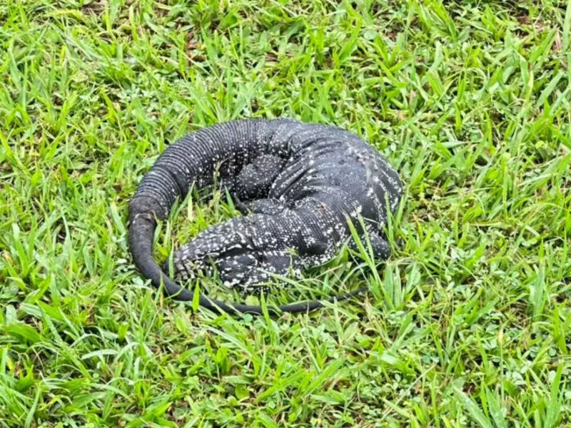 Teiú é resgatado após ser flagrado 'descansando' na orla de São Vicente, SP