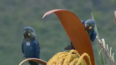 23 araras-azuis-de-lear vivem no Boqueirão da Onça após projeto de conservação