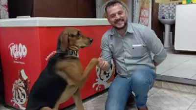 Cachorro vira-lata famoso por pedir abraço mantém rotina sistemática em Patrocínio, MG