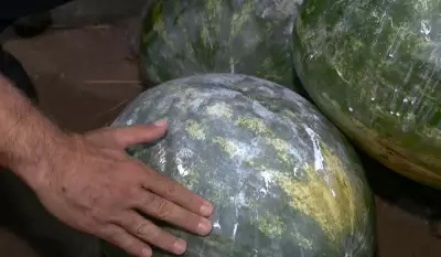 Calor intenso acelera apodrecimento de frutas; veja dicas para evitar desperdício