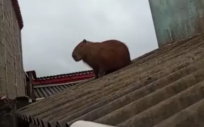 Capivara sobe em telhado em Ijaci e mobiliza Bombeiros para resgate