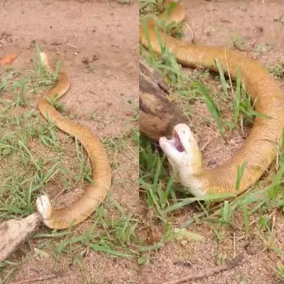 Cobra-de-duas-cabeças é encontrada em Rondônia: biólogo revela segredos do réptil