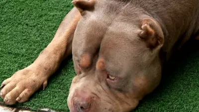 Criança de 5 anos atacada por pitbull da família em São Joaquim de Bicas