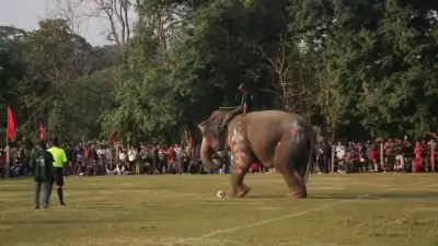 Elefantes jogam futebol em festival inusitado do Nepal