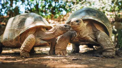 Envelhecimento animal: por que um verme vive semanas e uma baleia, séculos?