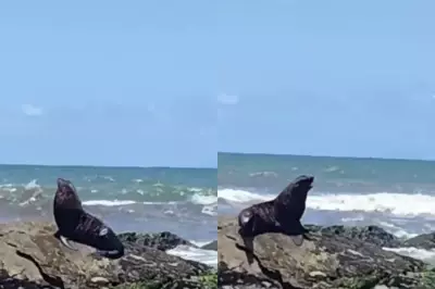 Lobo-marinho surpreende banhistas em praia de Itanhaém, SP