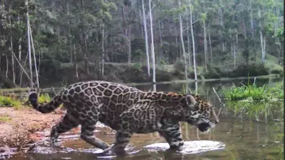 Onça-pintada é flagrada de dia no RJ: 1º registro desde os anos 70