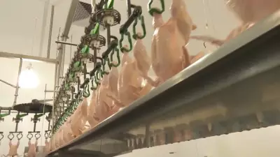 Preço do frango sobe após gripe aviária e oferta doméstica reduzida