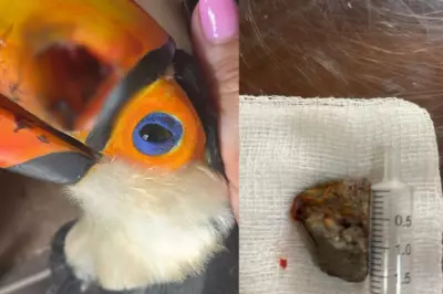 Tucano sofre ferimento grave no bico após ser atingido por pedra em Indiana (SP)
