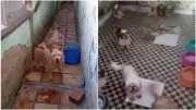 121 animais resgatados de maus-tratos em canil de Brejo Santo, CE