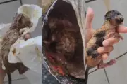 5 filhotes de gato são abandonados em pá de lixo em Praia Grande, SP