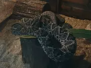 Amazonas registra 3.500 acidentes com animais peçonhentos até dezembro de 2025