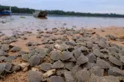 Berçário de tartarugas no Guaporé tem retorno de 60 mil filhotes em 2025