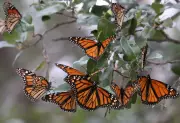 Borboleta-monarca: a incrível jornada de 4 mil km entre Canadá e México