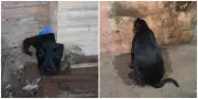 Cachorrinha Pandora é resgatada com cabeça presa em muro em Boa Esperança do Sul
