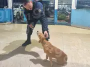 Cadela fiel fica ao lado de tutor morto e é adotada pela PM do Acre