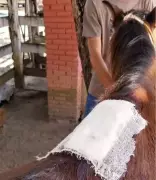 Cavalo com lesões é resgatado de maus-tratos em Aracaju após denúncia