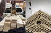 Cão farejador descobre bunker com 613 kg de cocaína em empresa de fachada em SC