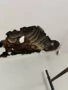 Colmeia gigante dentro de parede expulsa família de apartamento