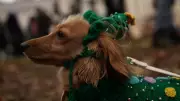 Desfile de Cães Fantasiados Arrecada Fundos e Encanta Londres
