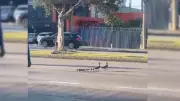 Família de patos para trânsito em avenida movimentada de Sorocaba