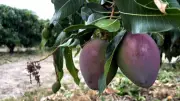 Fim da tarifa de 40% dos EUA reanima exportação de manga pernambucana