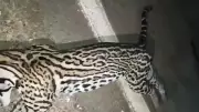 Gato-maracajá raro é atropelado e morto em estrada no Pará