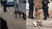 Homem preso em flagrante por agredir filhotes de cachorro em Ibaté