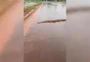 Jiboia atravessa rua em Araguaína e moradores filmam; biólogo explica