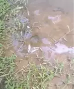 Mortandade de peixes em Itaocara chega ao 5º dia e preocupa moradores