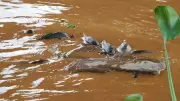 Mortandade de peixes na represa Billings em SP: Cetesb aponta floração de algas