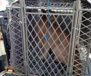 Onça-parda capturada em armadilha após sumiço de galinhas em sítio de Charqueada