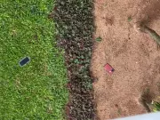 PF cumpre mandados contra deputado Antônio Doido e acha celulares na grama