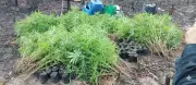 Polícia destrói plantação de maconha com 400 pés em Terra Alta, PA