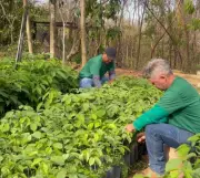 Prefeitura de Montes Claros doa até 3 mudas por ano para cada cidadão