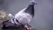 Rússia testa pombos com chips cerebrais como biodrones para vigilância