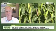 Safra 2025/26 de milho no Brasil deve ter produção menor, alerta Abramilho