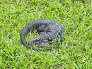 Teiú é resgatado após ser flagrado 'descansando' na orla de São Vicente, SP