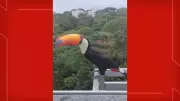 Tucano pousa em janela de prédio e encanta moradora de Brasília